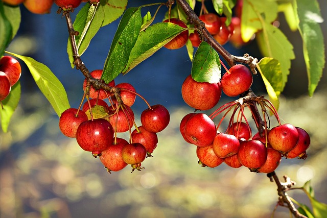 red chokebery