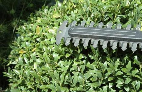 Heggenschaar op steel